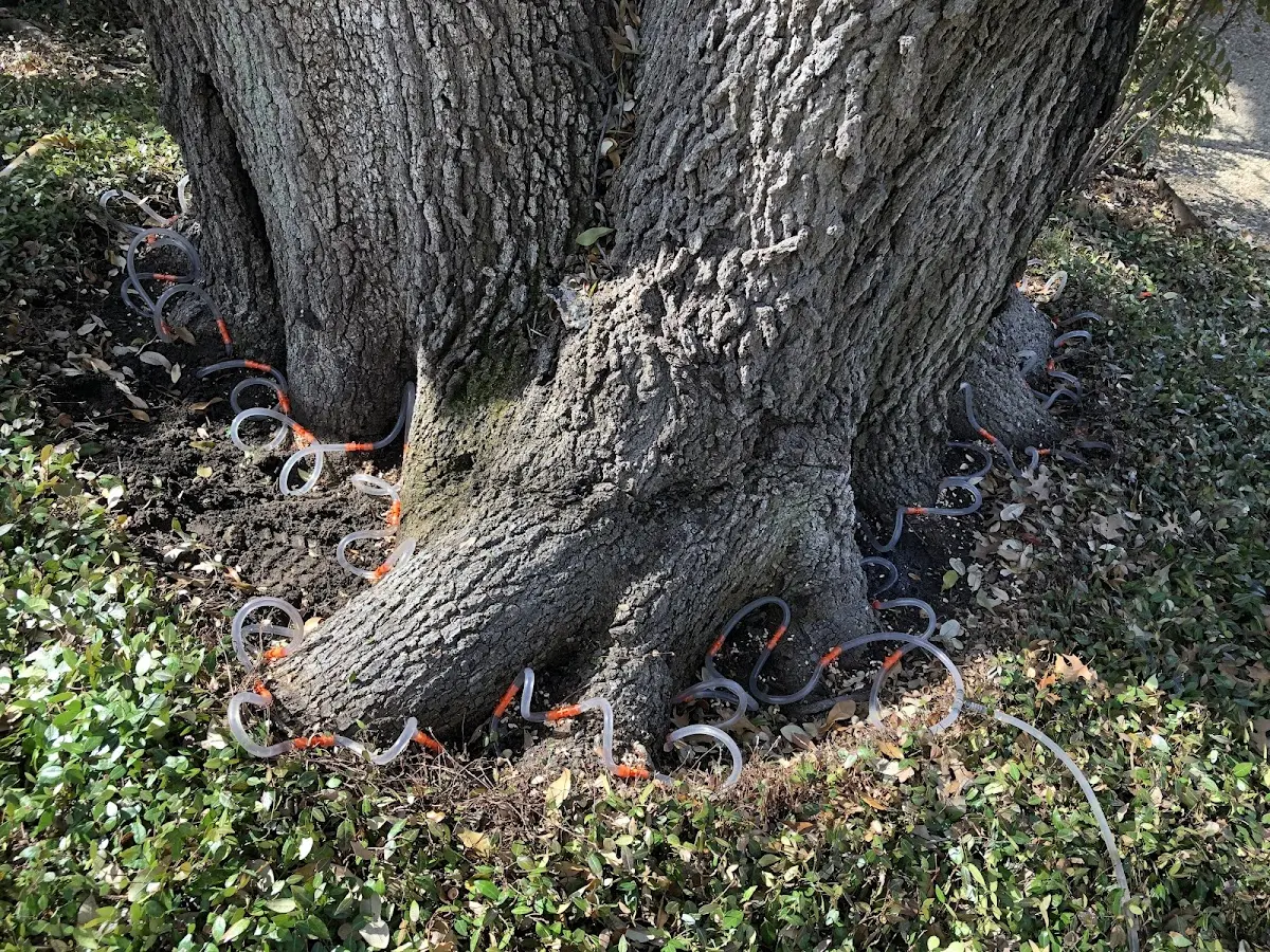 Detailed Tree Cabling and Bracing job site in Coatsville